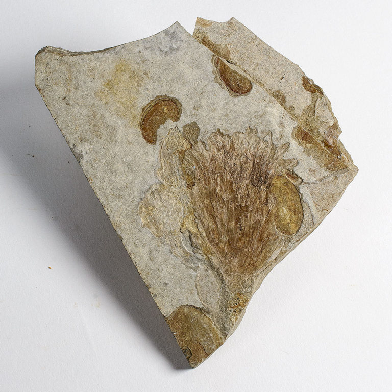 Williamsonia sp. - Jurassic "Flower"