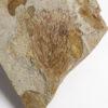 Williamsonia sp. - Jurassic "Flower" - Image 3