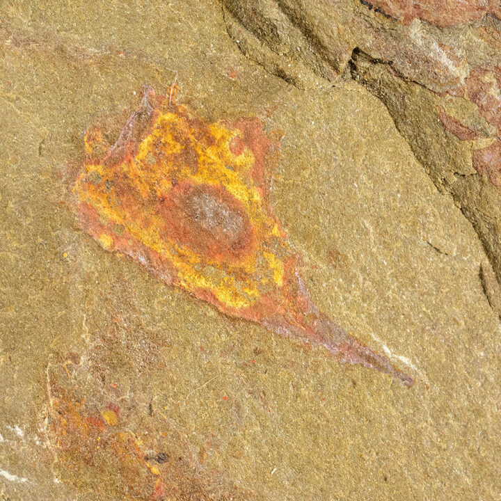 Colorful Ordovician Hyolithid