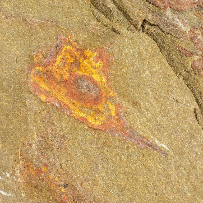 Colorful Ordovician Hyolithid, The Natural Canvas