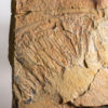 Giant Anomalocaridid - Aegirocassis benmoulai - Image 3