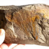Aegirocassis benmoulai - Image 3