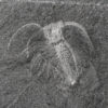 Marrella splendens - Image 2