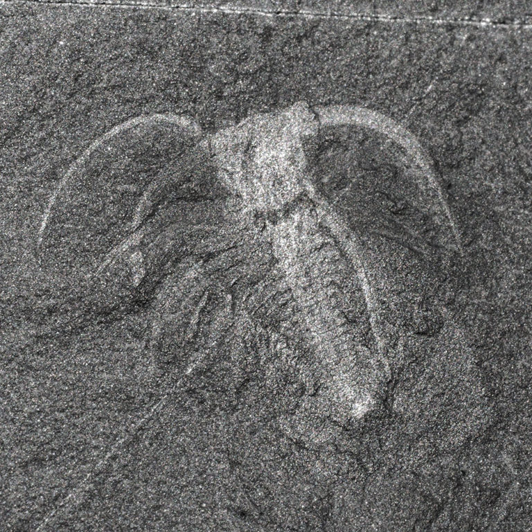 Marrella splendens