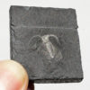 Marrella splendens - Image 3
