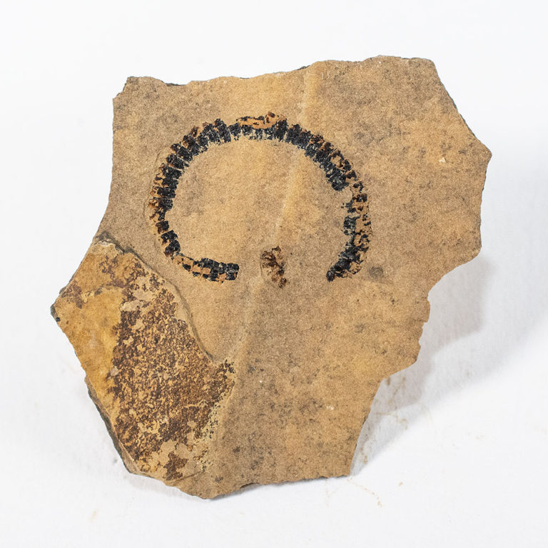 Pennsylvanian Millipede from New Mexico