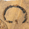 Pennsylvanian Millipede from New Mexico - Image 3