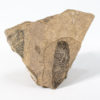 Vertebrate eggs - Image 2