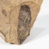 Vertebrate eggs - Image 3