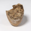 Miocene bird egg from France - Image 2