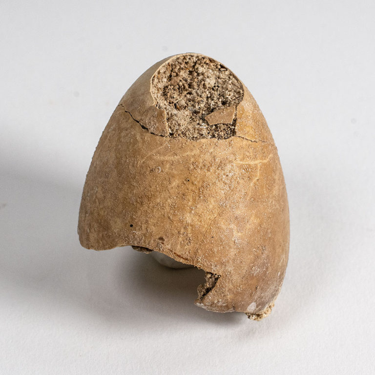 Miocene bird egg from France, The Natural Canvas
