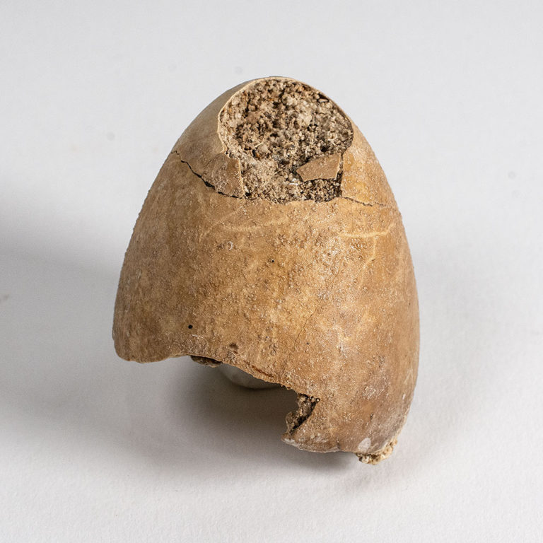 Miocene bird egg from France
