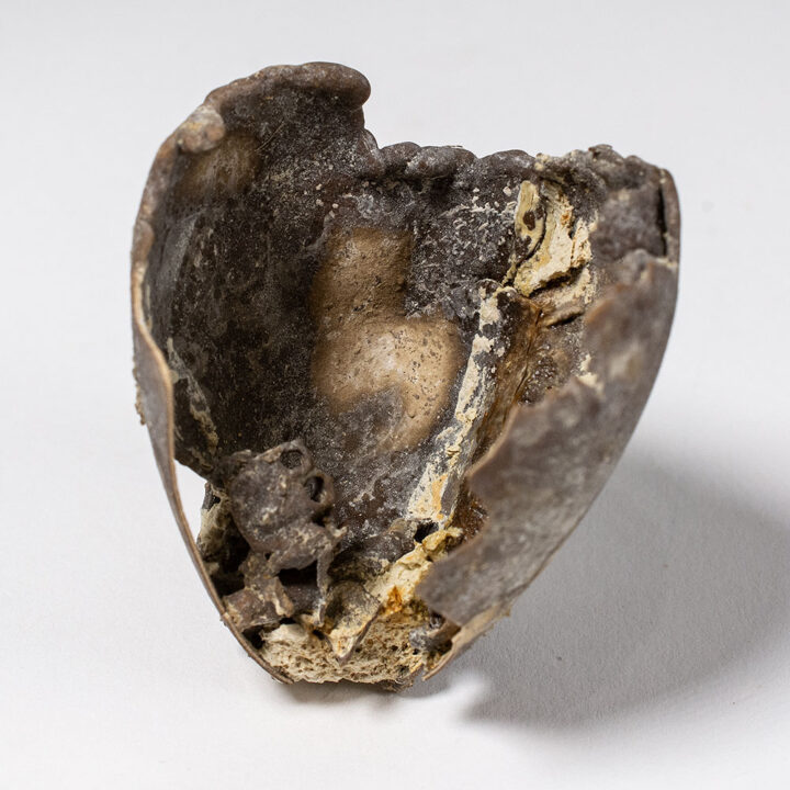 Miocene bird egg from France with bones