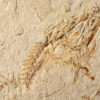 Two California Fish - Viper fish? - Image 3