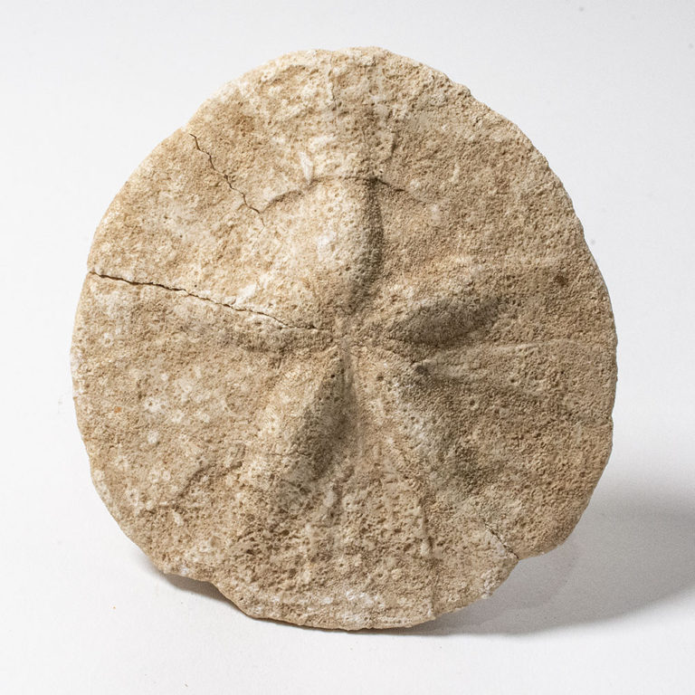 Big sand dollar - Astrodapsis davisi