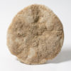 Big sand dollar - Astrodapsis davisi - Image 2