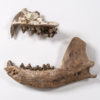 Miocene Civet-like Carnivore - Herpestides lemanensis - Image 2