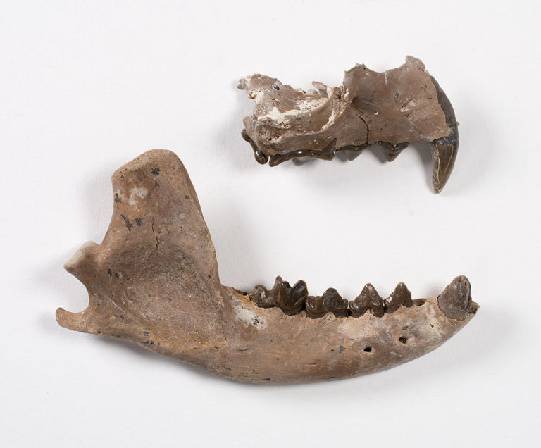 Miocene Civet-like Carnivore - Herpestides lemanensis