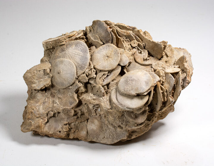 Block of sand dollars - Dendraster ashleyi
