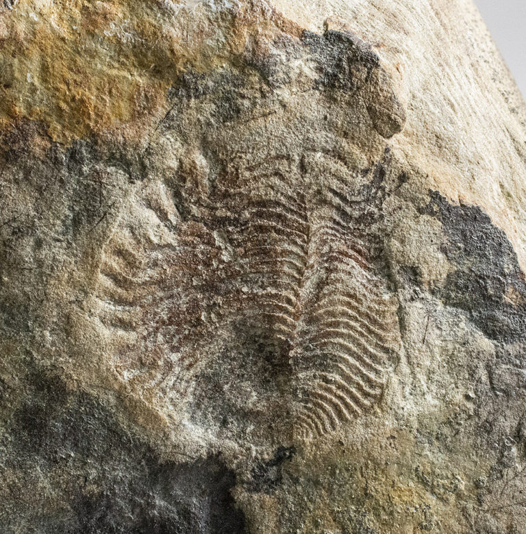 Rarely seen Ediacaran &#8211; Archaeaspinus sp., The Natural Canvas