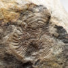 Rarely seen Ediacaran &#8211; Archaeaspinus sp., The Natural Canvas