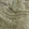 Precambrian animal &#8211; Dickinsonia lissa, The Natural Canvas