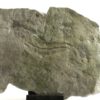 Precambrian animal - Dickinsonia lissa - Image 3
