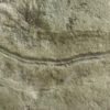 Precambrian animal &#8211; Dickinsonia lissa, The Natural Canvas
