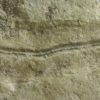 Precambrian animal &#8211; Dickinsonia lissa, The Natural Canvas