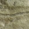 Precambrian animal - Dickinsonia lissa - Image 4