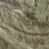 Precambrian animal - Dickinsonia lissa - Image 5