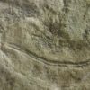 Precambrian animal &#8211; Dickinsonia lissa, The Natural Canvas