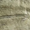 Precambrian animal - Dickinsonia lissa - Image 6