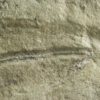 Precambrian animal &#8211; Dickinsonia lissa, The Natural Canvas