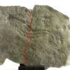 Precambrian animal - Dickinsonia lissa - Image 7