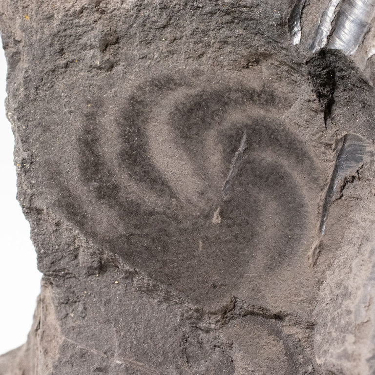 Precambrian mystery animal &#8211; Eoandromeda octobrachiata, The Natural Canvas