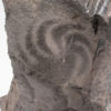 Precambrian mystery animal &#8211; Eoandromeda octobrachiata, The Natural Canvas