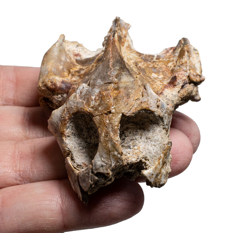 Cretaceous Turtle Skull