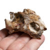 Cretaceous Turtle Skull - Image 2