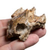 Cretaceous Turtle Skull - Image 3