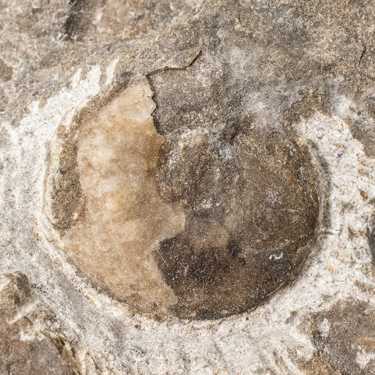 Devonian cephalopod - Koenenites cooperi