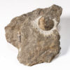 Devonian cephalopod - Koenenites cooperi - Image 2