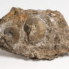 Devonian cephalopod - Tornoceras uniangulare - Image 2