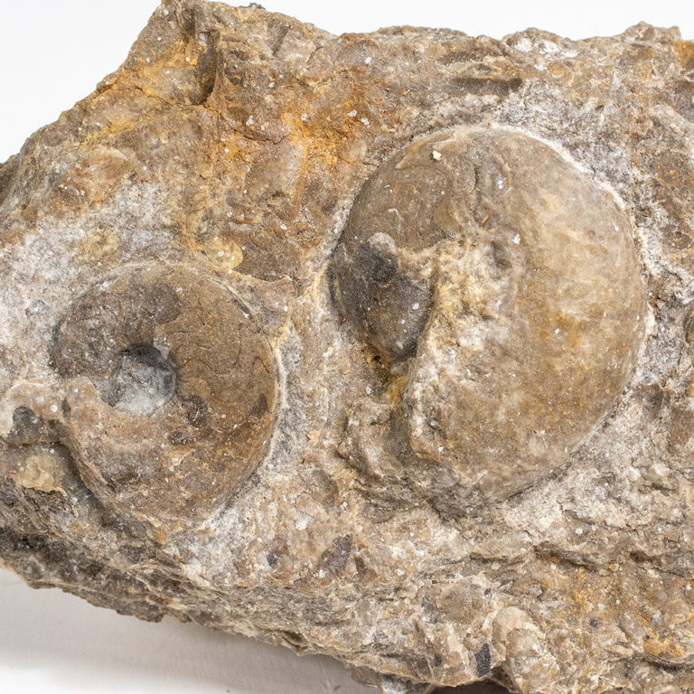 Devonian cephalopod - Tornoceras uniangulare