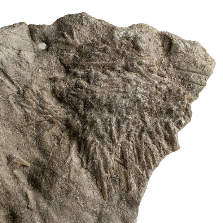 Mississippian Sea Urchin - Archaeocidaris wortheni