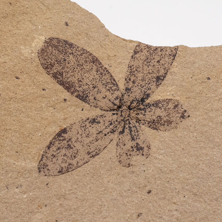 Rare Flower - Astronium truncatum
