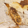 Cretaceous Cockroach and Cone, The Natural Canvas