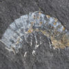 Permian Millipede, The Natural Canvas