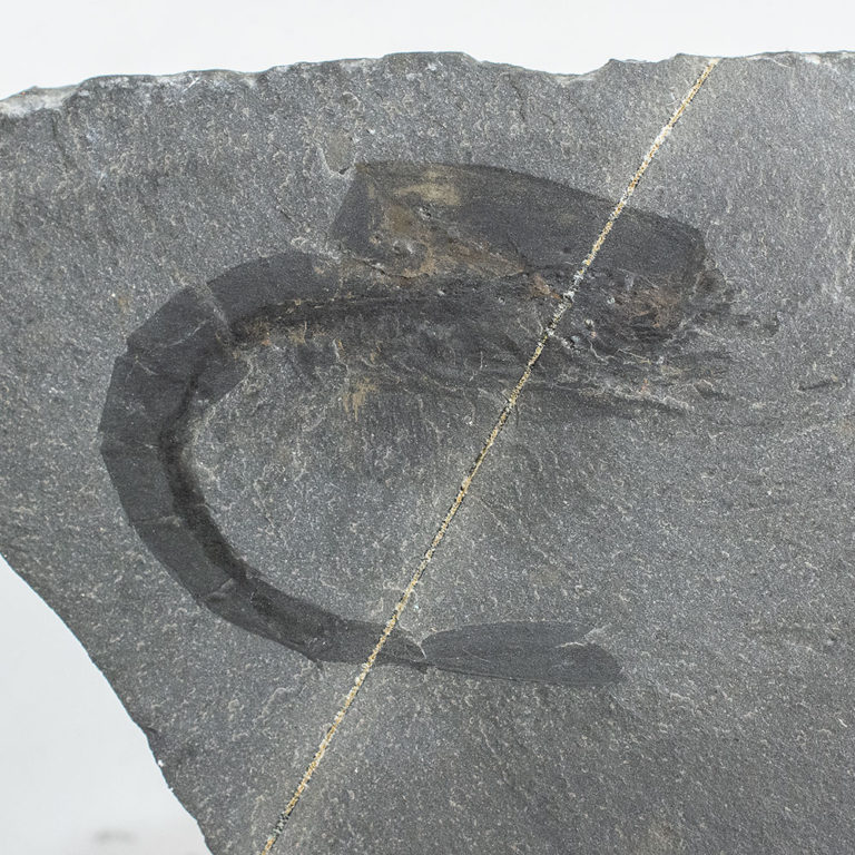 Burgess Shale &#8211; Waptia fieldensis, The Natural Canvas