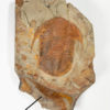Trilobite and Anomalocarid &#8211; Asaphellus and Aegirocassis, The Natural Canvas